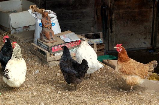 Click for large image