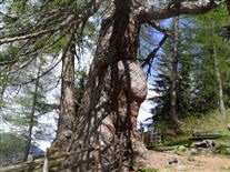 Click for large image