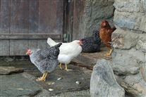 Click for large image